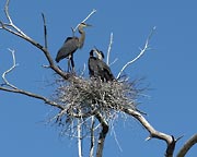 Herons