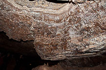 Wind Cave National Park, SD