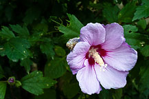 Rose of Sharon