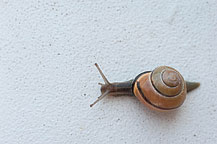 Snail