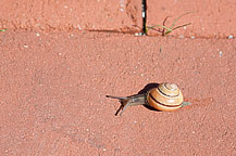 Snail