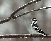 Male Downy Woodpecker