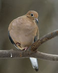 Mourning Dove