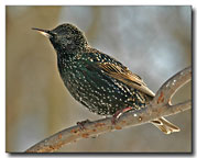 European Starling