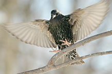 European Starling