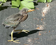 Green Heron Chick