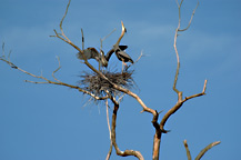 Herons