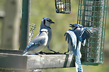 Blue Jays