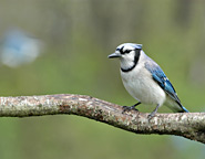 Blue Jay