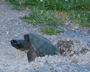 Snapping Turtle