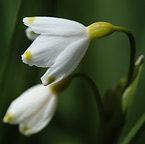 snowdrops