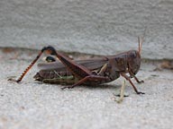 Grasshopper