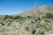 Guadalupe National Park