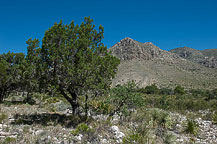 Guadalupe National Park