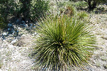 Guadalupe National Park