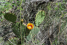 Guadalupe National Park