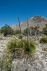 Guadalupe National Park