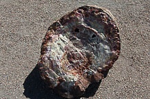 Petrified Forest National Park, AZ