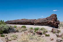 Petrified Forest National Park, AZ