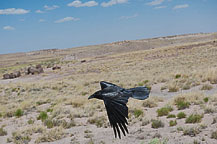 Petrified Forest National Park, AZ