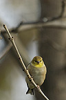 Goldfinch