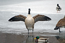 Canadian Goose & Mallard