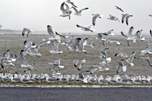 Gulls