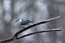 White-Breasted Nuthatch