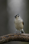 Tufted Titmouse