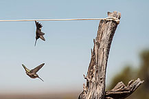 Hummingbirds - Dead Horse State Park, UT