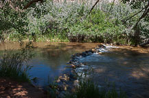 The Fremont River at the Campground