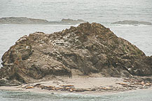 Sea Lions at Cape Arago State Park