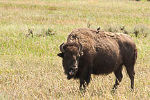 Bison, Tetons National Park