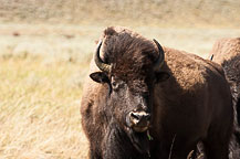 Bison, Tetons National Park