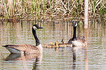 Canada Goose & Goslings