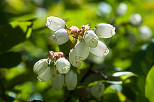 Blueberries