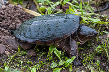 Snapping Turtle