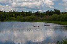 Canada Geese Family