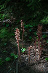 Flowers at Hopewell Rock