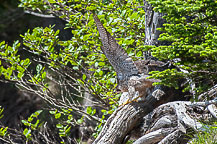 Falcon on the Hunt