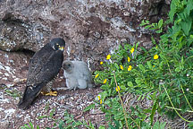 Falcon & Chick