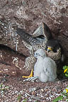 Falcon & Chick