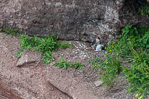 Falcon & Chick