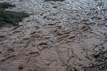 Hopewell Rocks