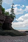 Hopewell Rocks