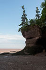 Hopewell Rocks