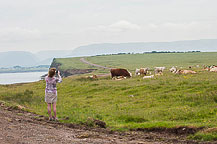 Anne Photographing Cows