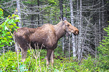 Moose