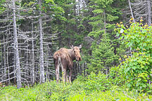 Moose