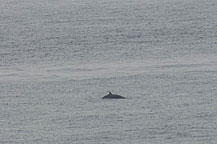 Pilot Whale